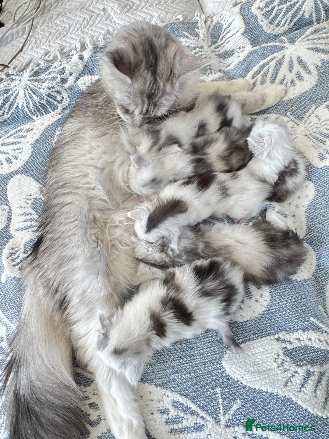 Maine Coon cats for sale: 🐾 Beautiful Maine Coon kittens  - Advert 1