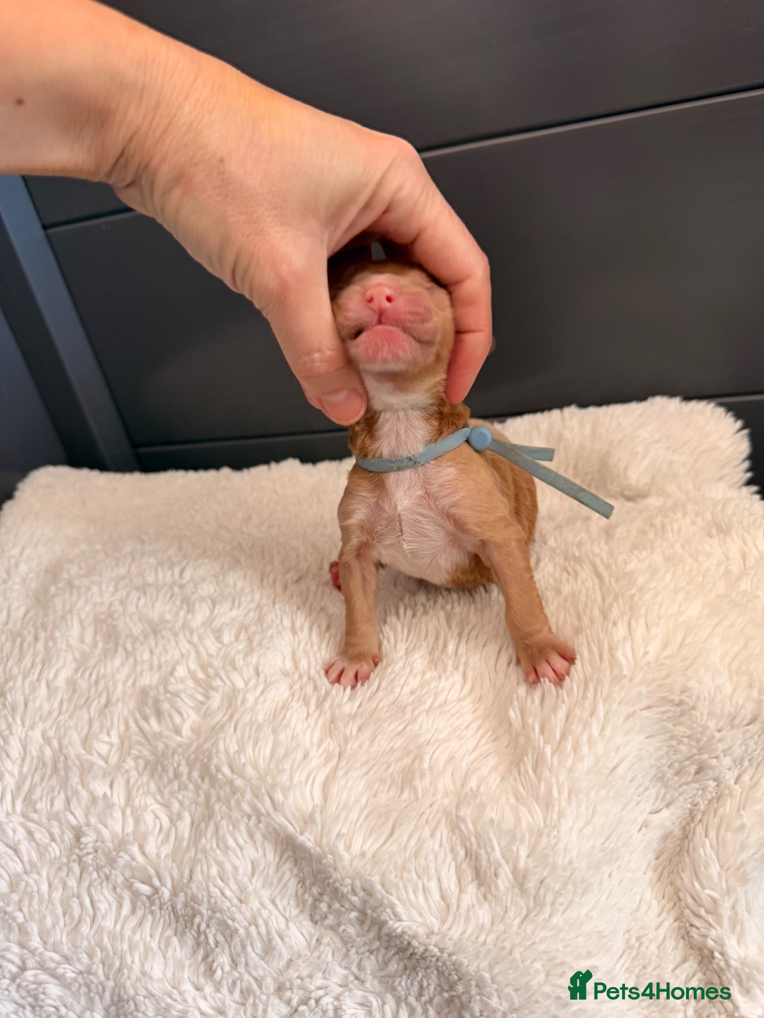Mini Goldendoodle dogs 🐾AUSTRALIAN DOUBLE DOODLES🐾 health tested!! - Advert 4