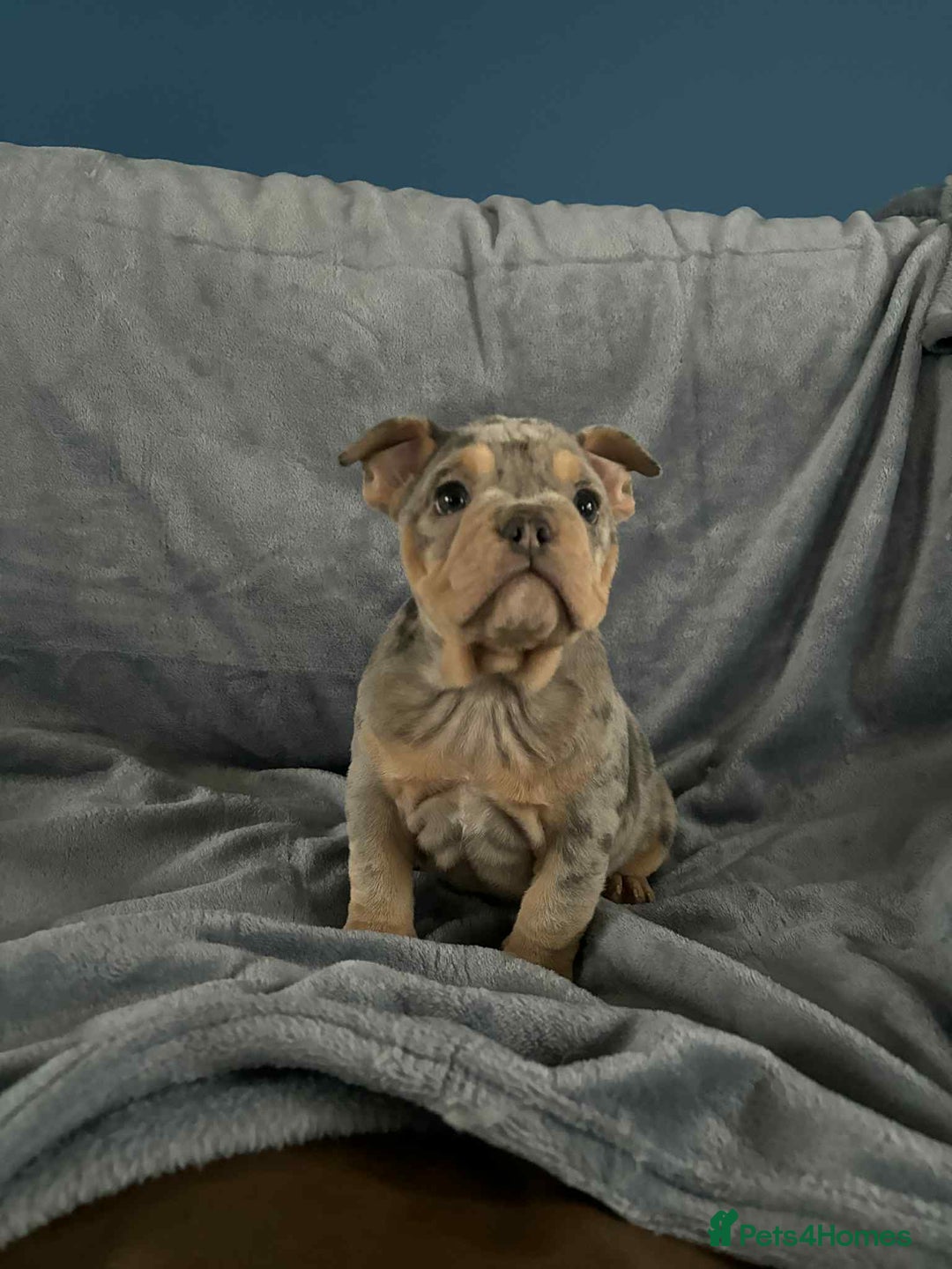 Mixed Breed dogs for sale: Beautiful spotty babies - Image 17