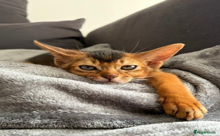 Abyssinian cats in Newcastle upon Tyne - Advert 1