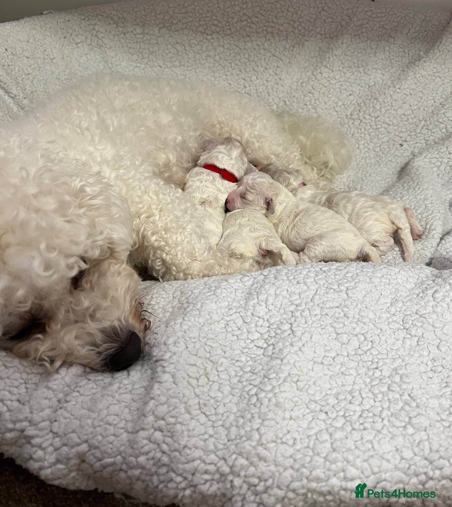 Bichon Frise dogs 🐶 Pure Bichon Frise Puppies for Sale 🐶 - Advert 2