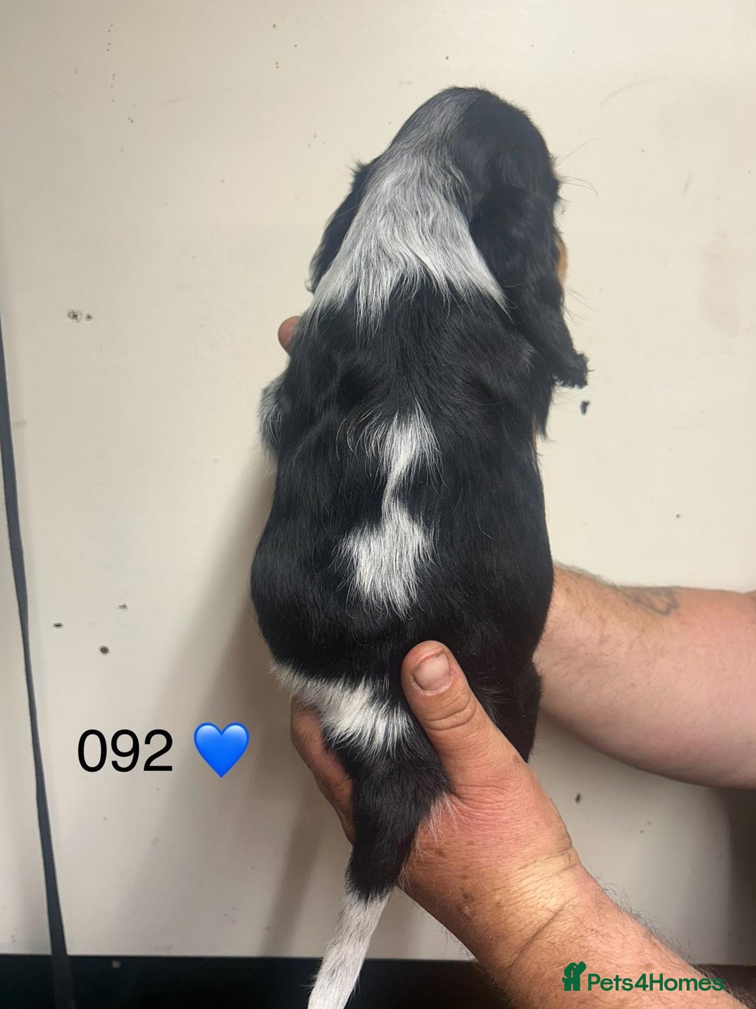 Cocker Spaniel dogs for sale: Blue Roan and Blue Roan & Tan - Image 14