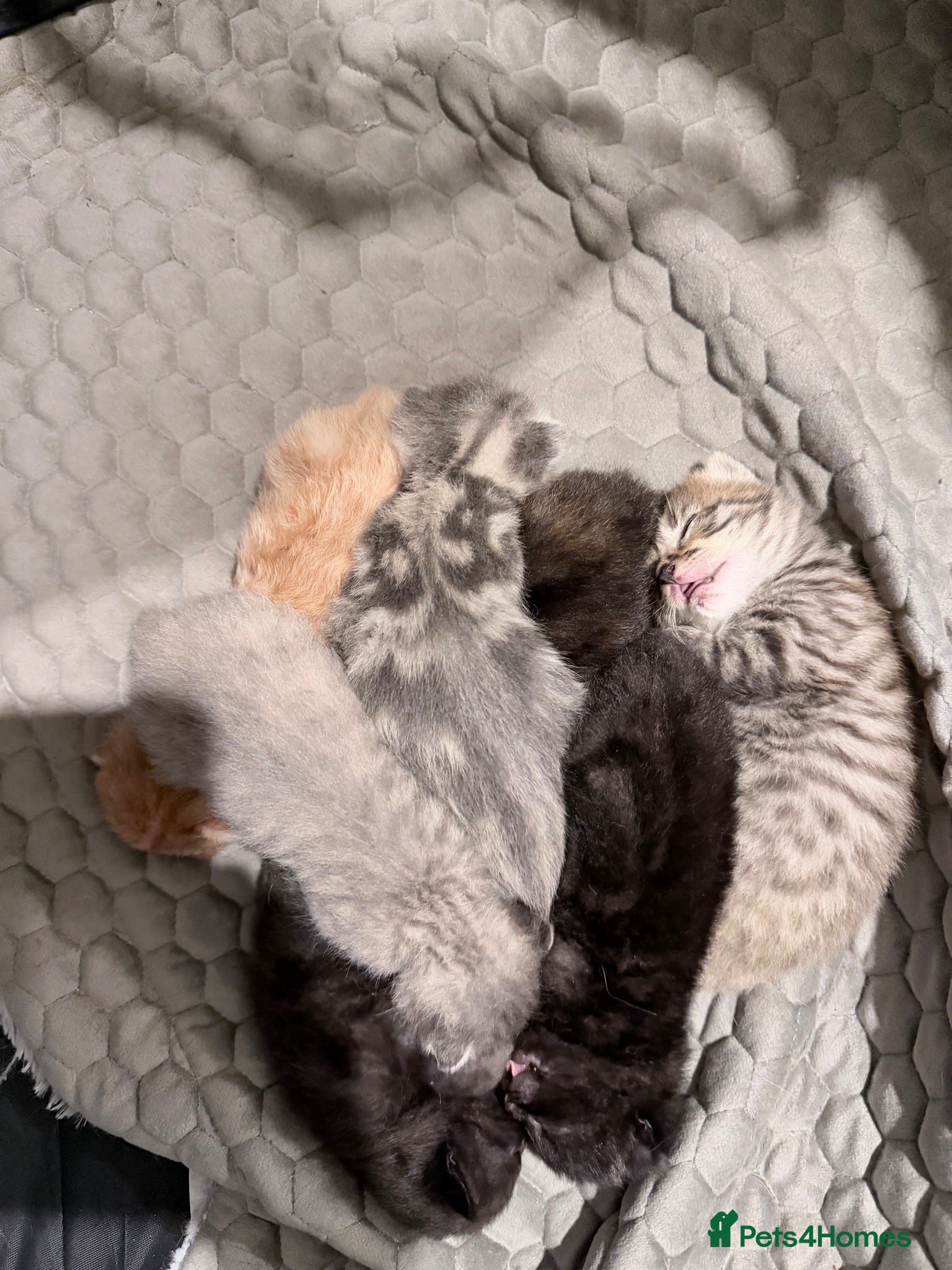 Mixed Breed cats Mixed Breed Litter  - Advert 1