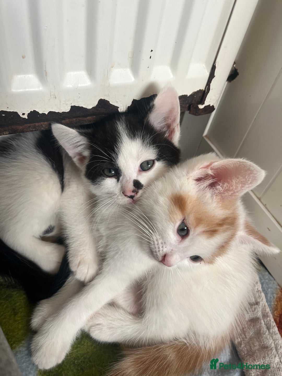 Mixed Breed cats for sale: 4 beautiful kittens 😻 - Advert 9
