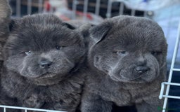 Chow Chow dogs for sale: Wyvernwest -smooth and rough puppies available 🐶  - Image 25