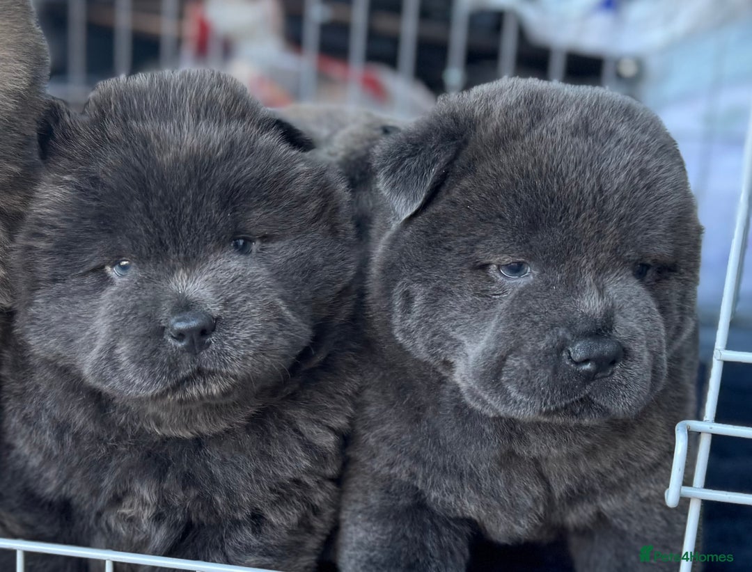 Chow Chow dogs for sale: Wyvernwest -smooth and rough puppies available 🐶  - Image 25