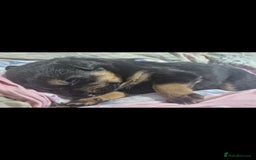 Mixed Breed dogs for sale: Rottweiller x german shepherd  - Image 3