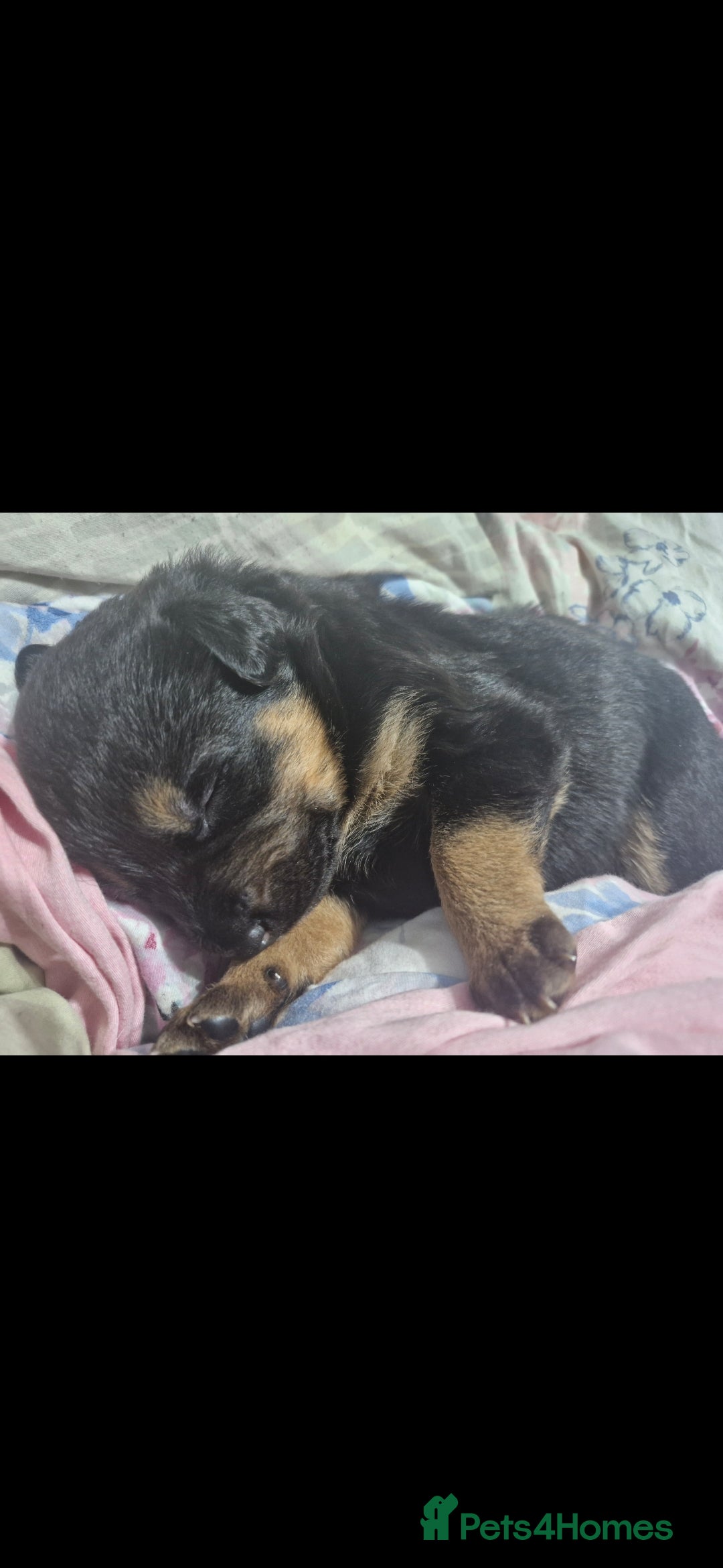 Mixed Breed dogs for sale: Rottweiller x german shepherd  - Image 3