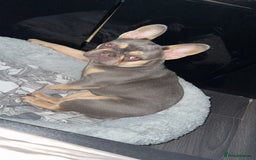 French Bulldog dogs for sale: New home for Bambi - Image 3