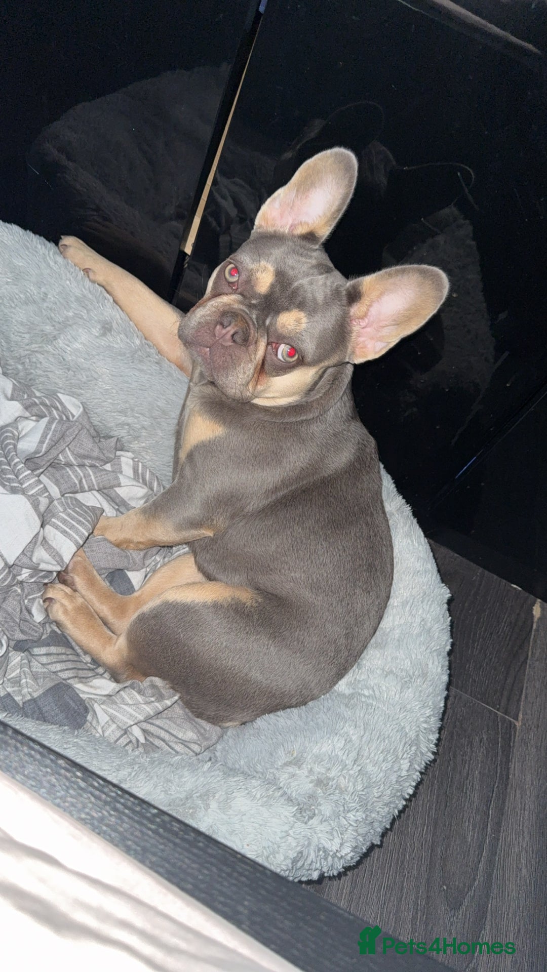 French Bulldog dogs for sale: New home for Bambi - Image 3