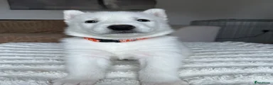 Orange Boy