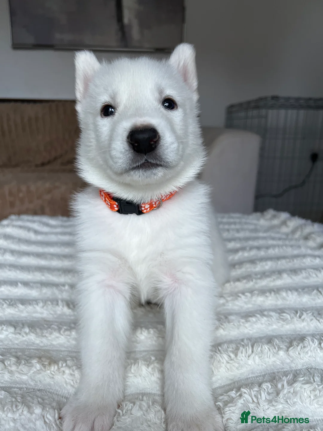 Utonagan dogs for sale: Malamute/Siberian Husky puppies in Swindon - Advert 38