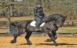 Friesian horses for sale: Cody Friesian Dressage Family Trails Gentle - Image 9