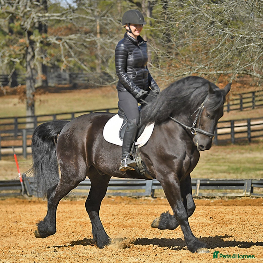 Friesian horses for sale: Cody Friesian Dressage Family Trails Gentle - Image 9