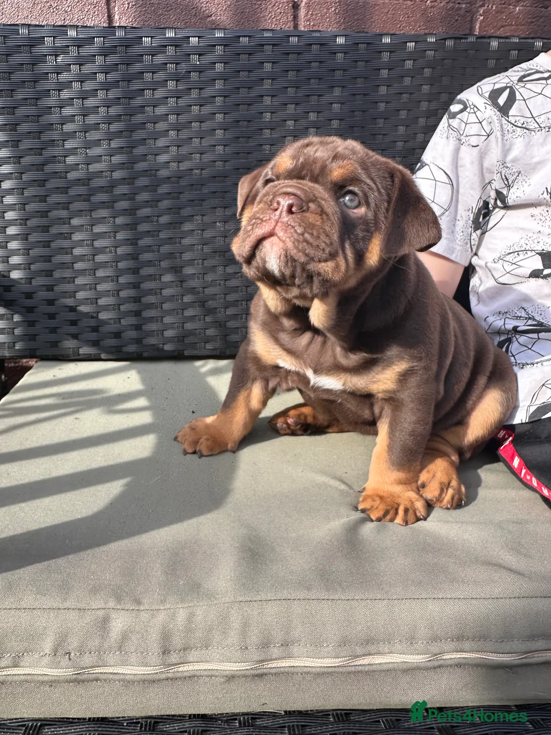 English Bulldog dogs for stud: Chocolate and tan stud includes 2 ai in Walsall - Advert 34