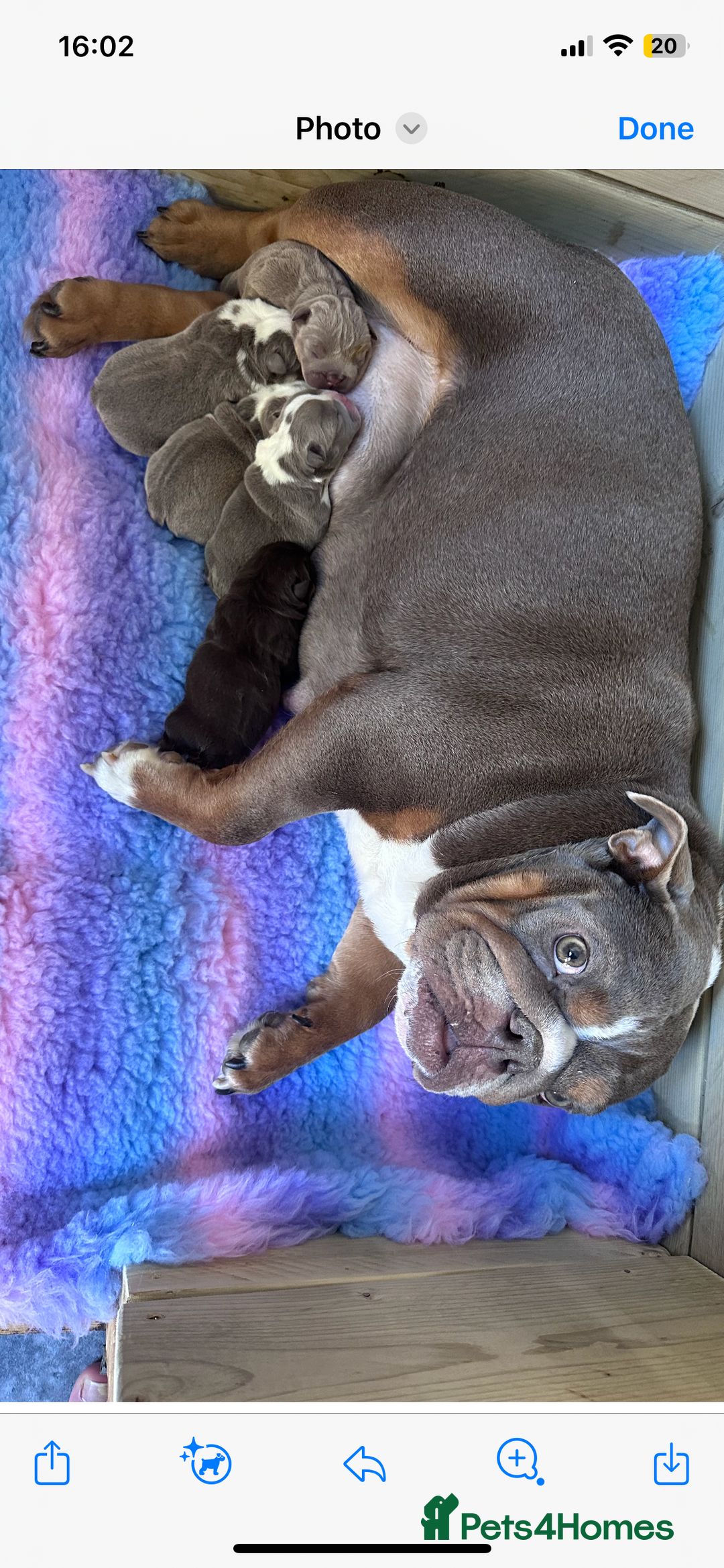 English Bulldog dogs for stud: Chocolate and tan stud includes 2 ai in Walsall - Image 27