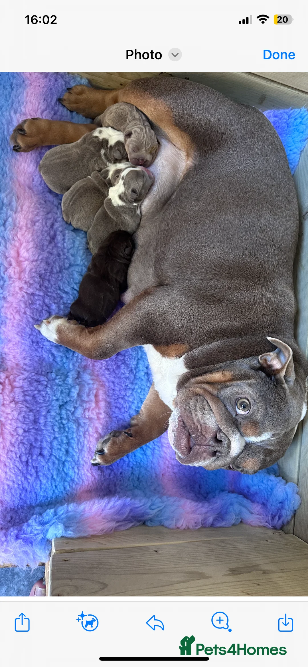 English Bulldog dogs for stud: Chocolate and tan stud includes 2 ai in Walsall - Advert 27