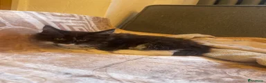 Maine Coon 3