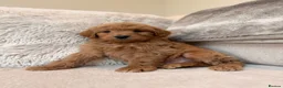 Goldendoodle dogs for sale: Super Quality Doodles  - Advert 29