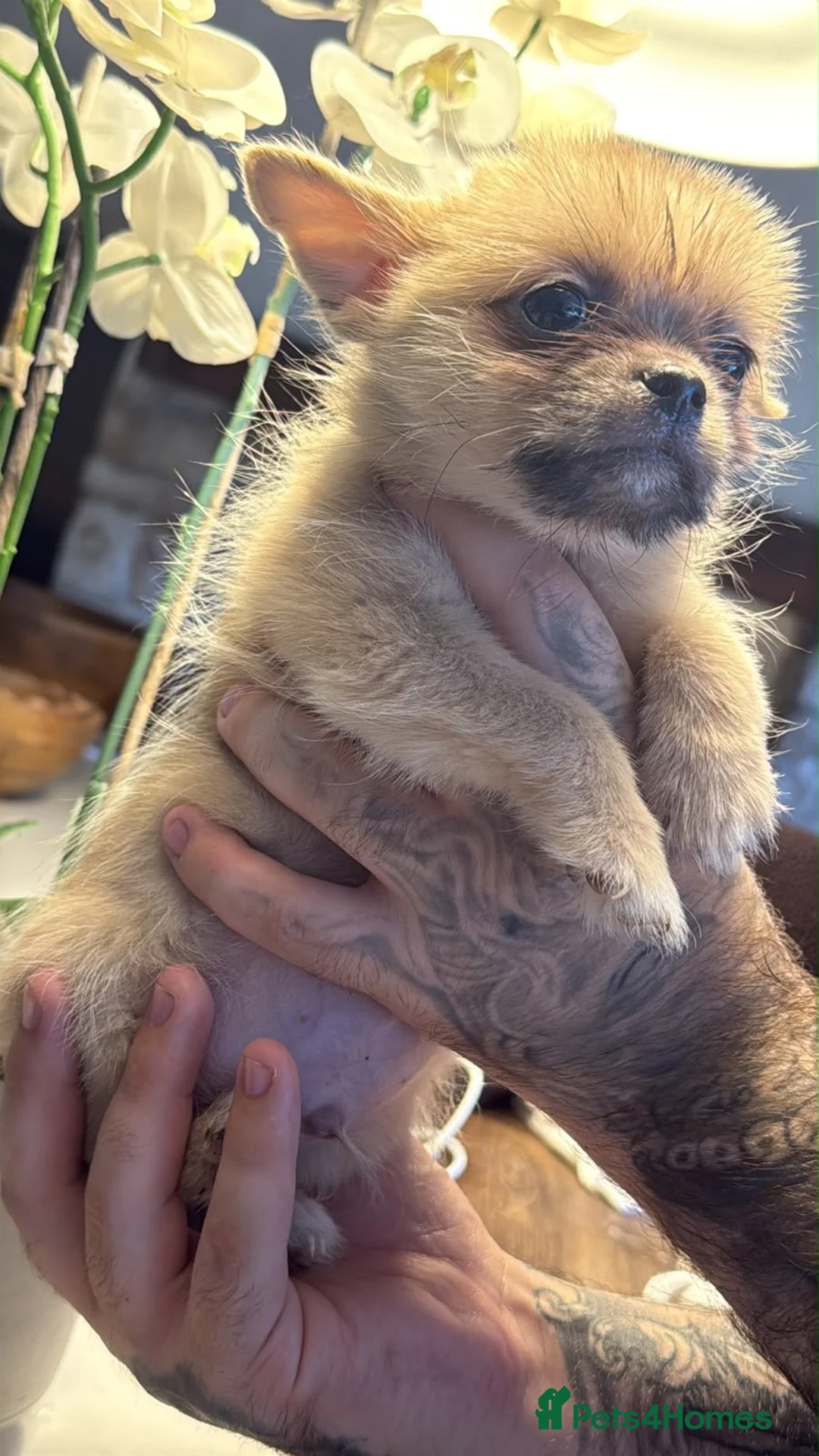 Mixed Breed dogs for sale: Chihuahua x Pomeranian  in Rotherham - Advert 4