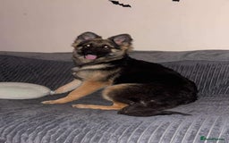 German Shepherd dogs for sale: Female German Shepherd  - Advert 4