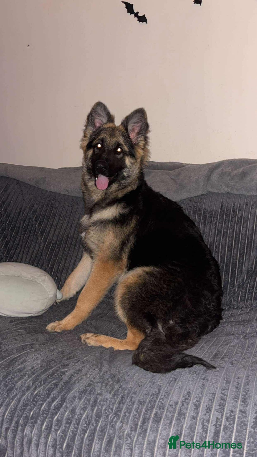 German Shepherd dogs for sale: Female German Shepherd  - Advert 4