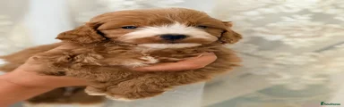 Syrup 