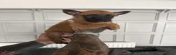 Belgian Shepherd Dog dogs for sale: Alert Eyes, Brave Spirits & Unshakable Loyalty in Glasgow - Advert 14