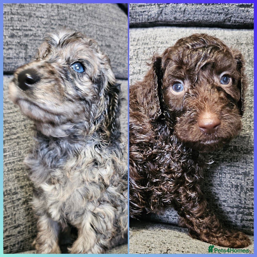 Cockapoo dogs for sale: Cockapoo puppies 2LEFT - Image 1
