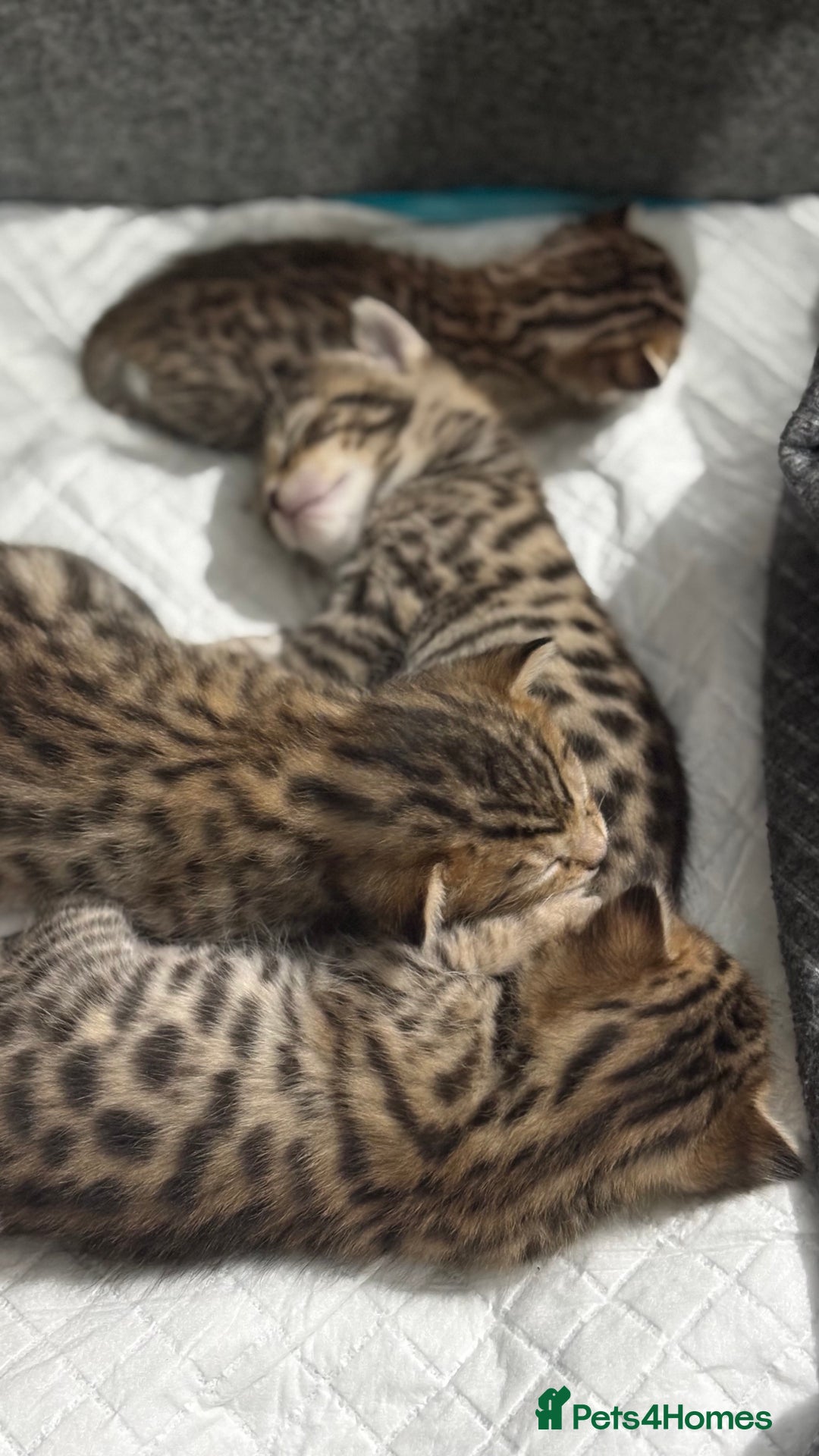 Bengal cats for sale: Pure Bengal Kittens For sale  - Advert 9