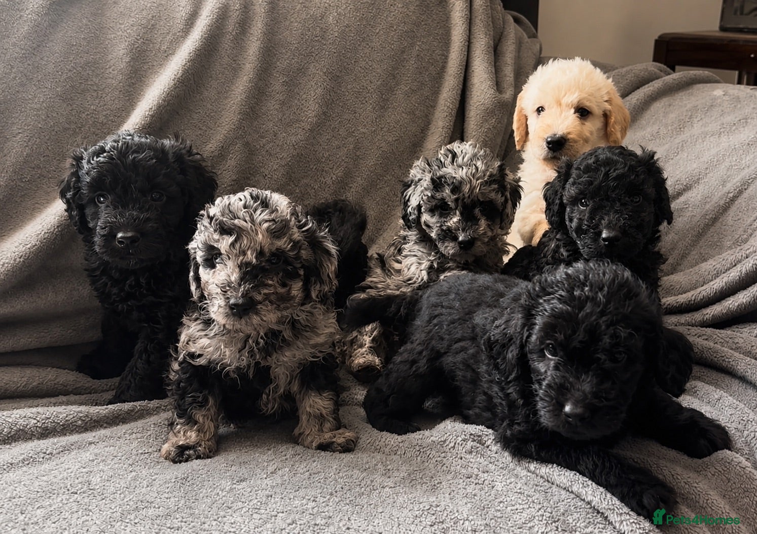 Labradoodle dogs 3 pups left ⭐️ Miniature labradoodles  - Advert 18