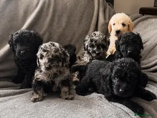 Labradoodle dogs 3 pups left ⭐️ Miniature labradoodles - Advert 18