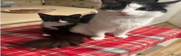 Mixed Breed cats for sale: Gorgeous male black and white fluffy kitten  in Caerphilly - Advert 3