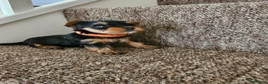 Yorkshire Terrier Puppy 3