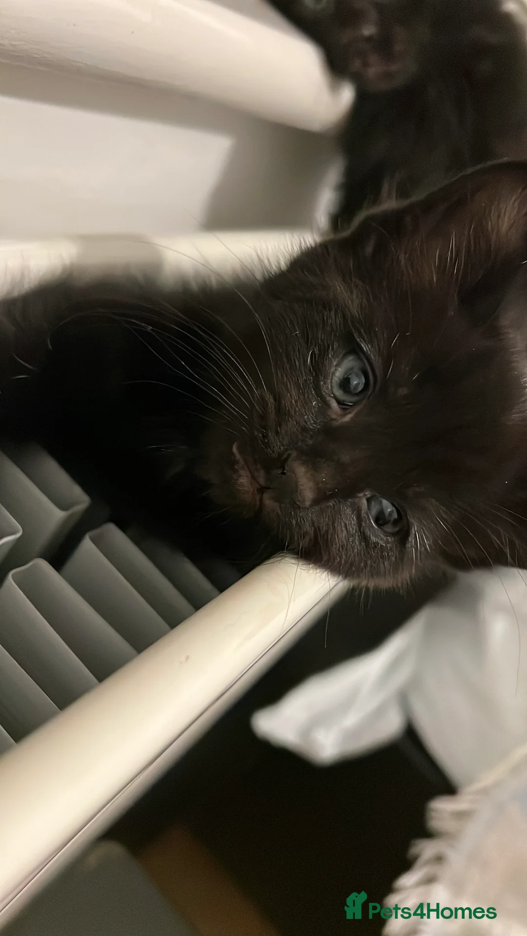 Domestic Shorthair cats for sale: Adorable Female Kittens Looking for a Loving home - Advert 3