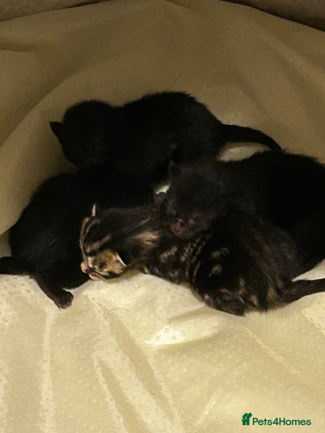 Mixed Breed cats for sale: 3 black kittens for sale  - Advert 4