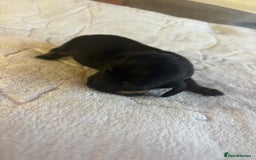 Dachshund dogs for sale: 4 mini dachshund pups - Image 3