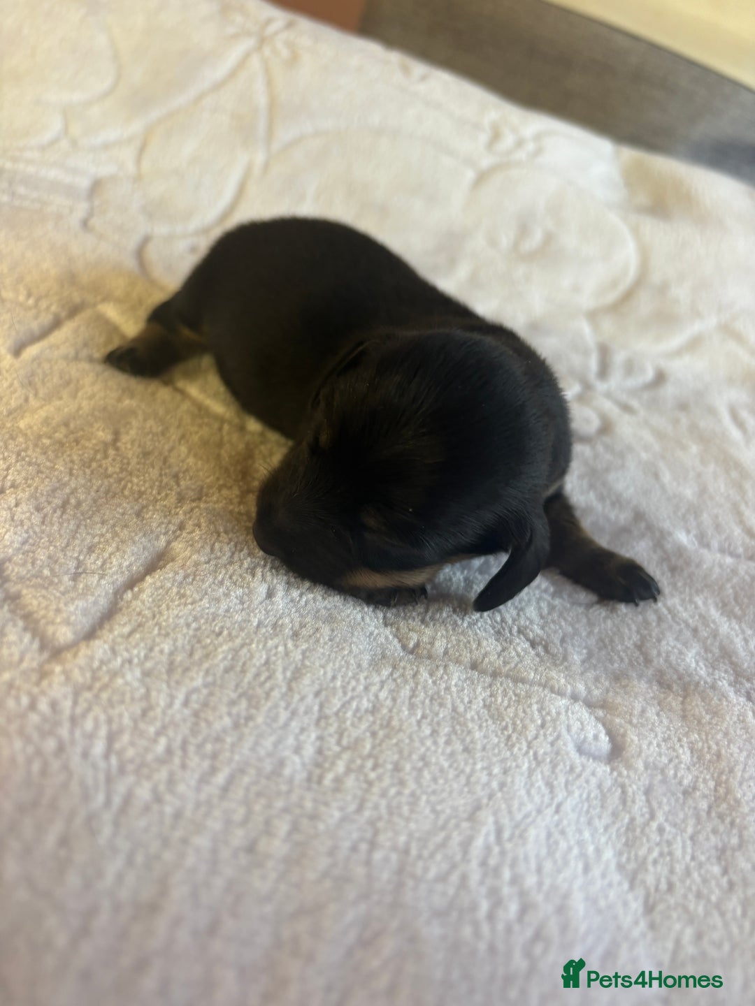 Dachshund dogs for sale: 4 mini dachshund pups - Image 3