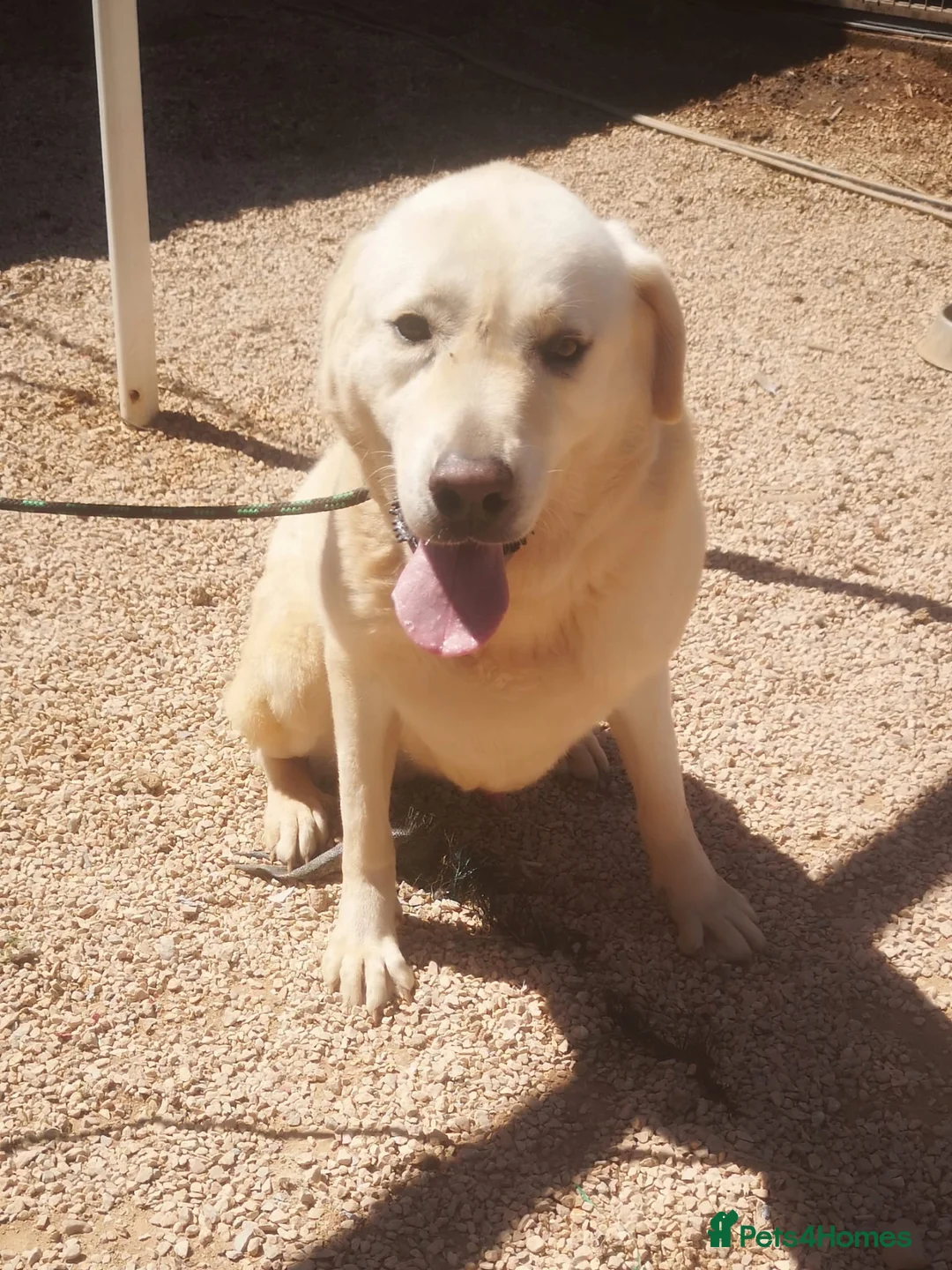 Mixed Breed dogs for adoption: 🚨URGENT🚨 LEON 💙🐾 in Hengoed - Advert 2