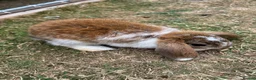 Mini Lop rabbits for sale: Mixed Mini Lop Rabbits - Advert 2