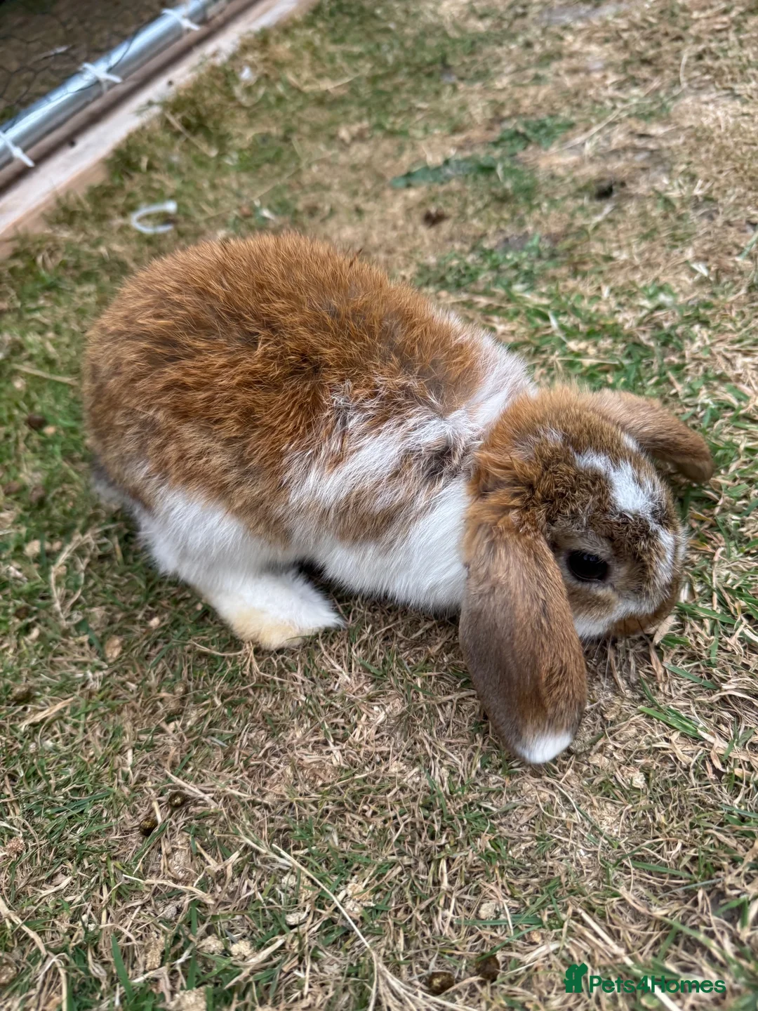 Mini Lop rabbits for sale: Mixed Mini Lop Rabbits - Advert 2