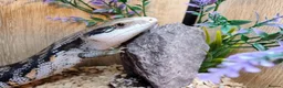 Skink reptiles for sale: EASTERN BLUE TONGUE SKINK - Advert 1
