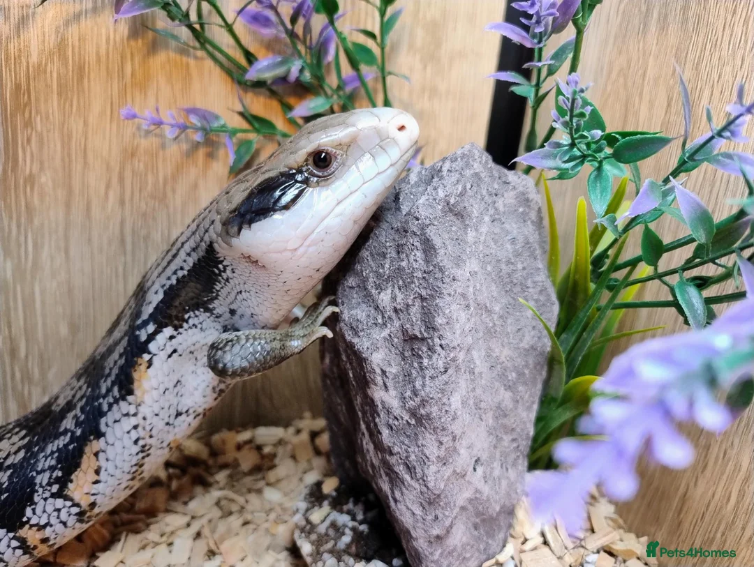 Skink reptiles for sale: EASTERN BLUE TONGUE SKINK - Advert 1