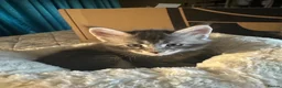 Maine Coon cats for sale: ✨ TICA Registered Maine Coon Boys ✨ - Advert 8