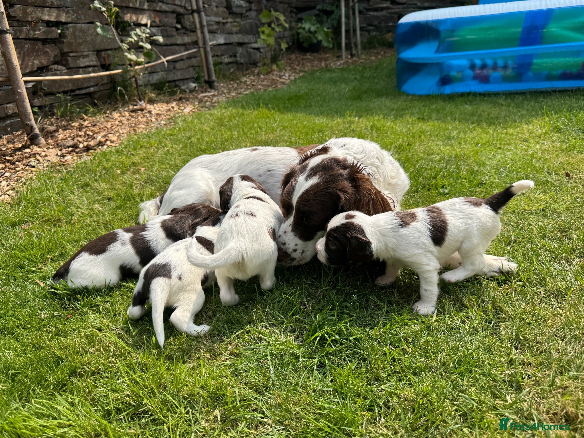 English Springer Spaniel dogs Liver & White English Springer Spaniel Puppies - Advert 1