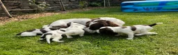 English Springer Spaniel dogs for sale: Liver & White English Springer Spaniel Puppies in Delabole - Advert 1