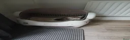 Maine Coon cats for sale: Maine Coon Kitten  in York - Advert 6