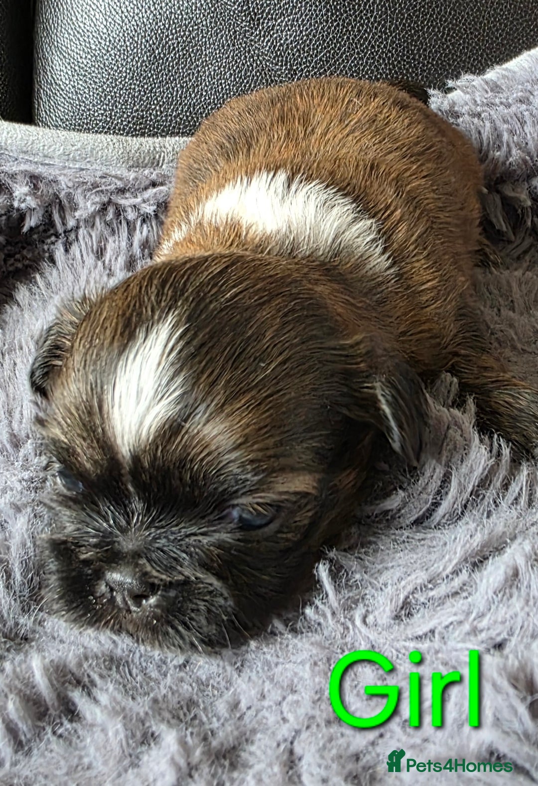 Shih Tzu dogs for sale: Stunning Rare Brindle Imperial Shih Tzu puppies - Image 10