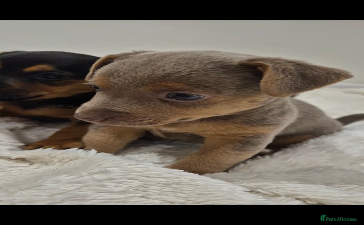 Jack Russell dogs - Advert 10
