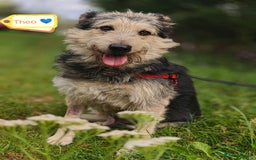 Mixed Breed dogs for adoption: 💙🐶 THEO 🐶💙 - Image 3